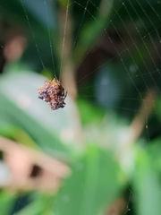 Thelacantha brevispina