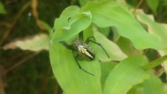 Neoscona sinhagadensis