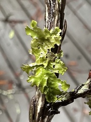 Tuckermanopsis chlorophylla