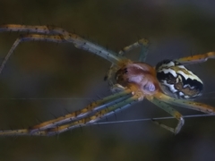 Neoscona sinhagadensis