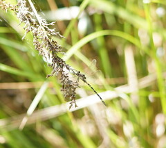 Synthemis eustalacta