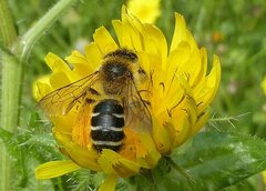 Dasypoda hirtipes
