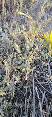 Atriplex watsonii