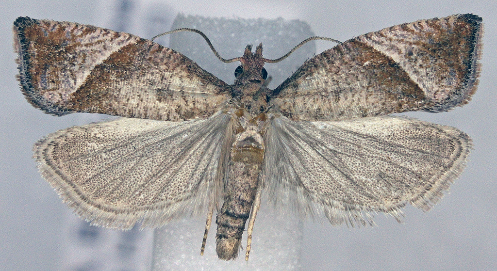 Derelict Pelochrista Moth