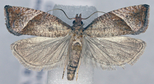 Derelict Pelochrista Moth