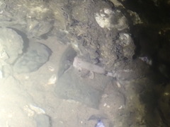 Centropogon australis