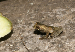 Dendropsophus parviceps