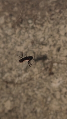 Philoponella alata