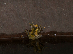 Dendropsophus parviceps
