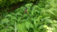 Neoscona sinhagadensis