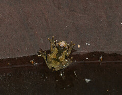 Dendropsophus parviceps