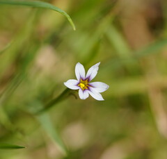 Sisyrinchium rosulatum
