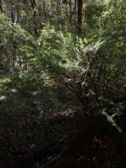 Sannantha pluriflora