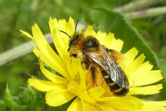Dasypoda hirtipes