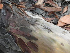 Cryptoblepharus pulcher