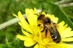 Dasypoda hirtipes