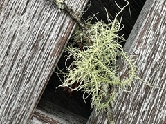 Usnea subfloridana