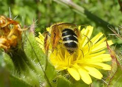 Dasypoda hirtipes