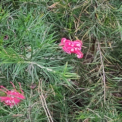 Grevillea
