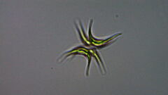 Tetradesmus lagerheimii