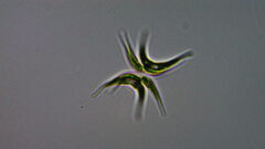 Tetradesmus lagerheimii