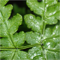 Pentagramma triangularis