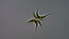 Tetradesmus lagerheimii