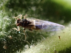 Bactericera lavaterae
