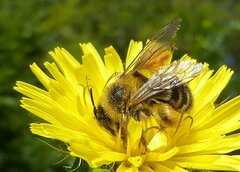 Dasypoda hirtipes