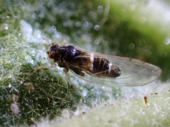 Bactericera lavaterae