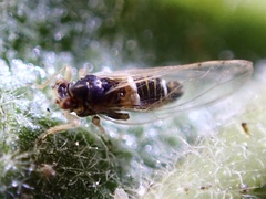 Bactericera lavaterae