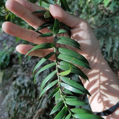 Podocarpus laetus