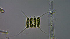 Desmodesmus communis