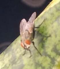 Brachycera
