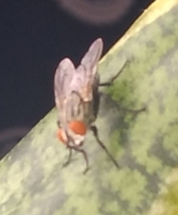 Brachycera