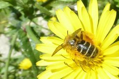 Dasypoda hirtipes