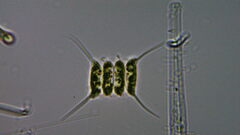 Desmodesmus communis