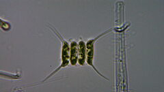 Desmodesmus communis