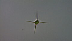 Lagerheimia genevensis