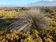 Juncus acutus leopoldii