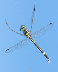 Austroepigomphus praeruptus