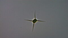 Lagerheimia genevensis