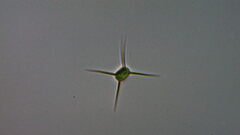 Lagerheimia genevensis