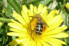 Dasypoda hirtipes