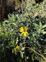 Helianthus niveus