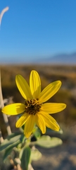 Helianthus niveus
