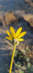 Helianthus niveus