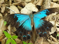 Papilio ulysses
