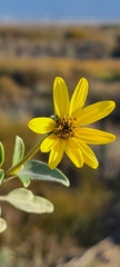 Helianthus niveus