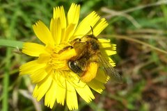 Dasypoda hirtipes